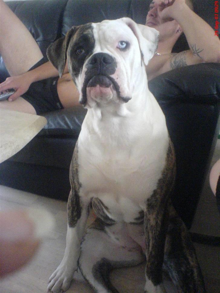 Amerikansk bulldog Matheos Raya - Yeah, hvor er det sjovt at være ude i haven og grave, selv menneskene bliver lidt sure.... hihi billede 9