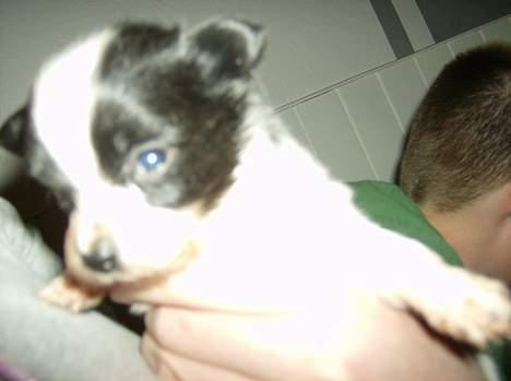 Papillon Baby-Mor/Svigermors billede 1