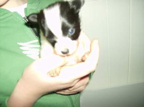 Papillon Baby-Mor/Svigermors billede 2