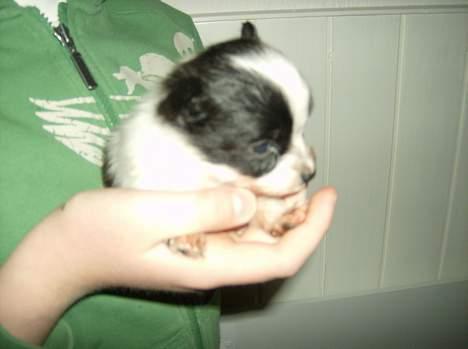 Papillon Baby-Mor/Svigermors billede 3