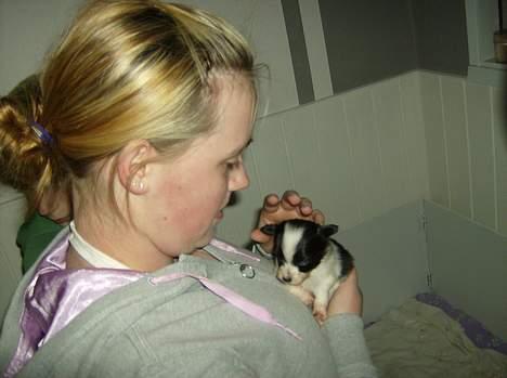 Papillon Baby-Mor/Svigermors billede 4