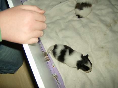 Papillon Baby-Mor/Svigermors billede 5