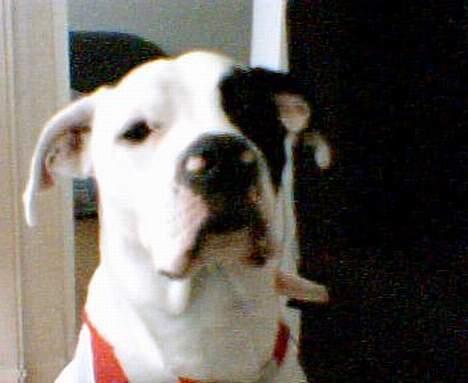 Blanding af racer Liam oconner billede 1