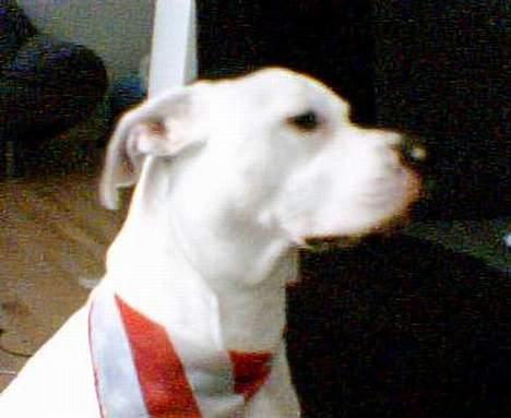 Blanding af racer Liam oconner billede 2