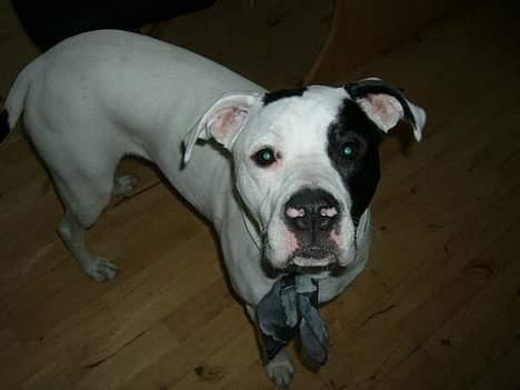 Blanding af racer Liam oconner billede 4