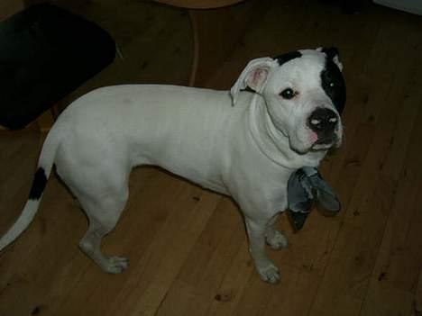 Blanding af racer Liam oconner billede 5