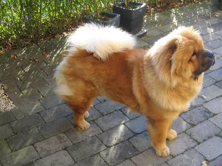 Chow chow watong * NYE BILLEDER* - stor flot chowchow billede 1