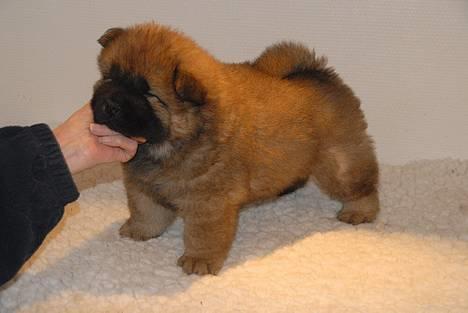 Chow chow watong * NYE BILLEDER* - 6 uger billede 4