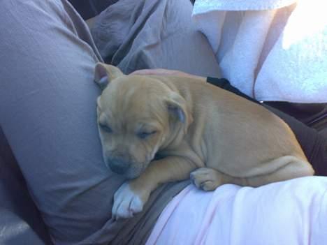 Staffordshire bull terrier Missy billede 5