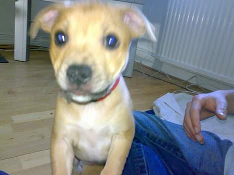 Staffordshire bull terrier Missy billede 7