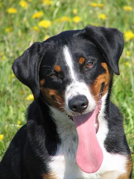 Appenzeller sennenhund Abora vom Höfli  "Abora" - Abora 10 mdr. gl. billede 12