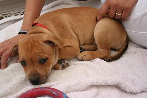 Staffordshire bull terrier Missy billede 14