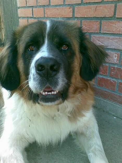 Sankt bernhardshund Mozart - jeg har lige tabt underkæben billede 5
