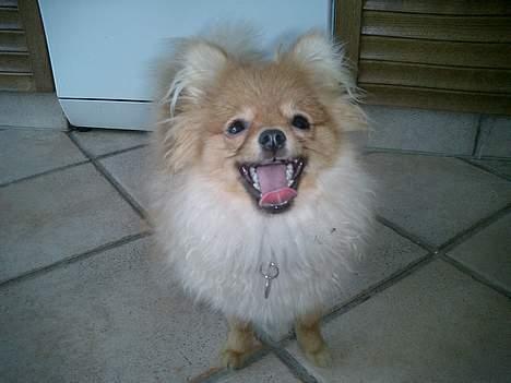 Pomeranian Victor - Er det nu jeg skal smile? :P billede 19