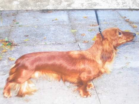 Dværggravhund Ganto - Det er Ganto´s mor Sweet Grammy´s Irina, daglig tale Ina billede 2