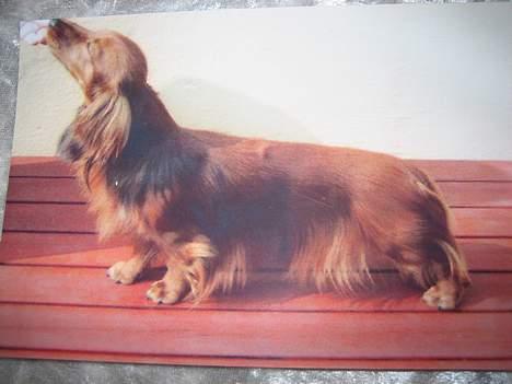 Dværggravhund Ganto - Det er Ganto´s far Aura´s A. Picasso, daglig tale Cas billede 3