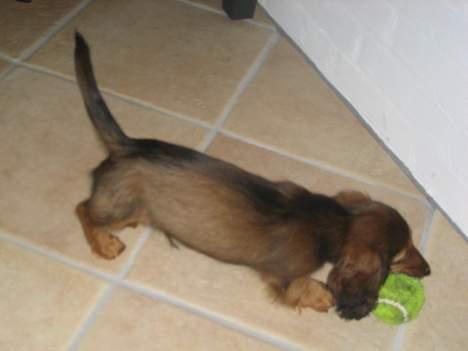 Dværggravhund Ganto - Wauw en hel bold kun til mig :-) billede 4