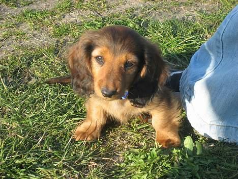 Dværggravhund Ganto - Jeg er bare så sød, og det ved alle nu billede 5