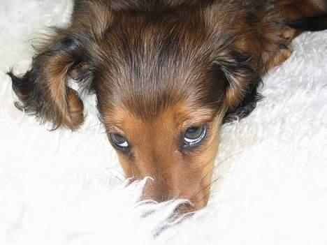 Dværggravhund Ganto - Moar,jeg gider altså ikke mere idag billede 6