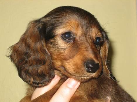 Dværggravhund Ganto - Her er Ganto lige knap 8 uger gammel billede 7