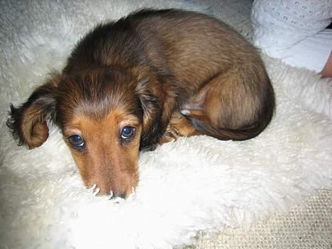 Dværggravhund Ganto - Mmmh det er et dejligt lamme skind at lige på billede 8