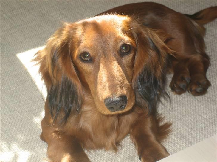 Dværggravhund Ganto - Hej allesammen, sådan ser jeg ud nu hvor jeg næsten er 7 måneder gammel billede 9