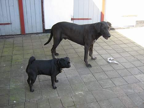 Mops tyson - her er min gode legekammerat plet, selvom han er stor er jeg sikker på at jeg godt kan klare ham :o) billede 7