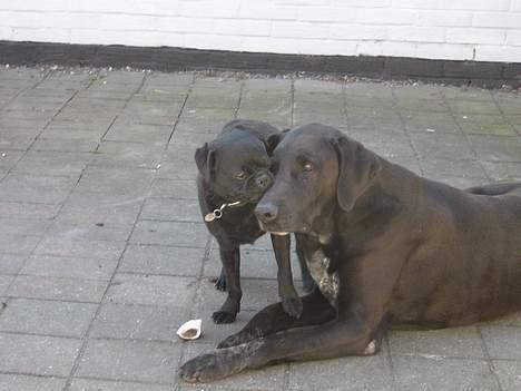 Mops tyson billede 8