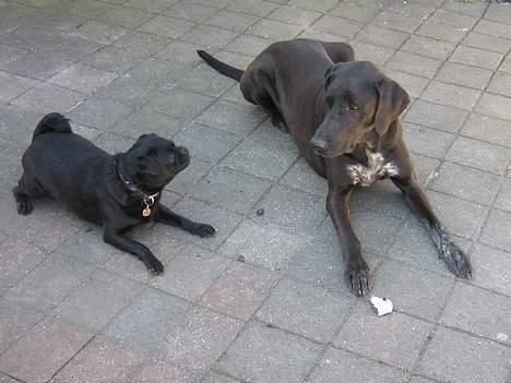 Mops tyson billede 9