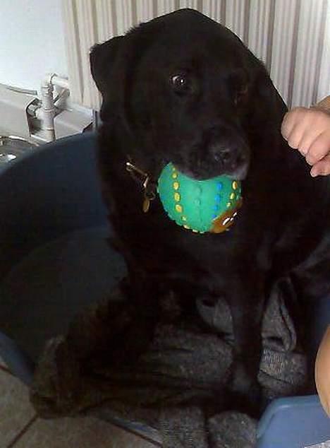 Labrador retriever Jaques *død* - Lille Mulle.. :) billede 8