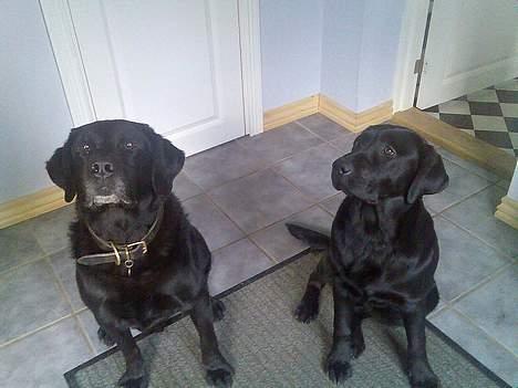 Labrador retriever Jaques *død* - Nooh er de ikke søde... billede 9