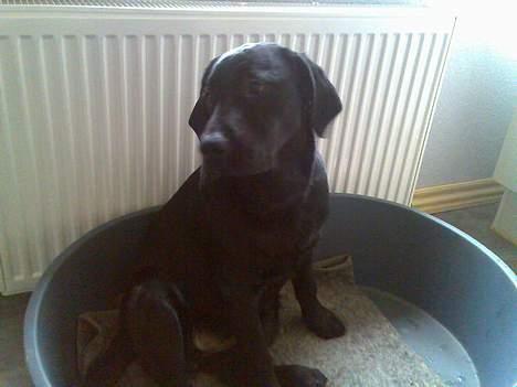 Labrador retriever Donna - Lille Donse..:) billede 8