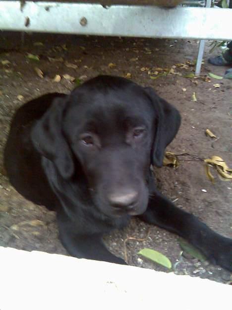 Labrador retriever Donna - Donna med på arbejde..;D billede 9