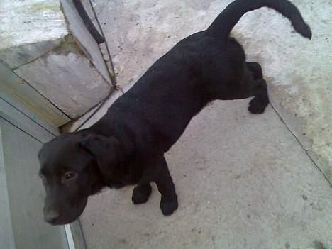 Labrador retriever Donna - Luk mig lii´ ud..:) billede 10
