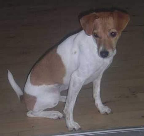 Blanding af racer Sille billede 8