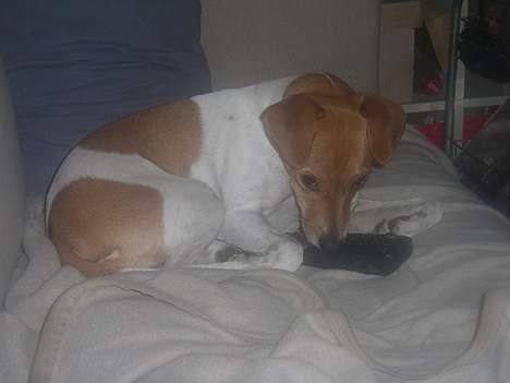 Blanding af racer Sille billede 9