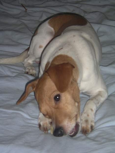 Blanding af racer Sille billede 10