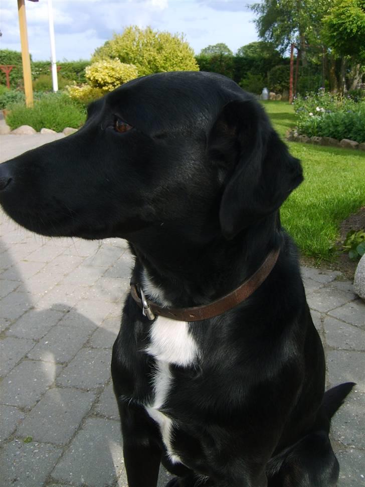 Blanding af racer Buster - nye billeder. :) billede 4