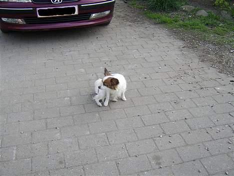 Papillon smut (rip) billede 5