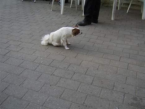 Papillon smut (rip) billede 6