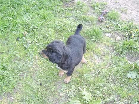 Blanding af racer nala billede 13