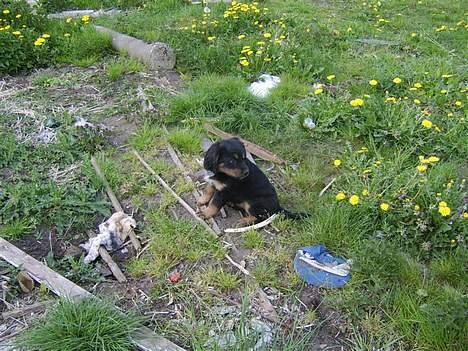 Blanding af racer nala billede 14