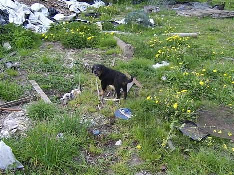 Blanding af racer nala billede 15