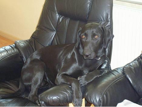 Blanding af racer Nelly - Hov.. Hov Nelly!!! billede 1