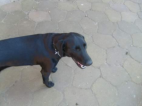 Blanding af racer Nelly billede 2