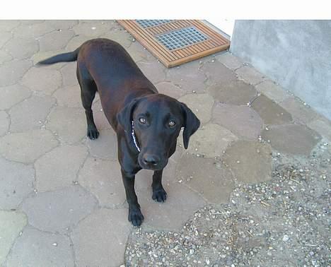 Blanding af racer Nelly billede 3