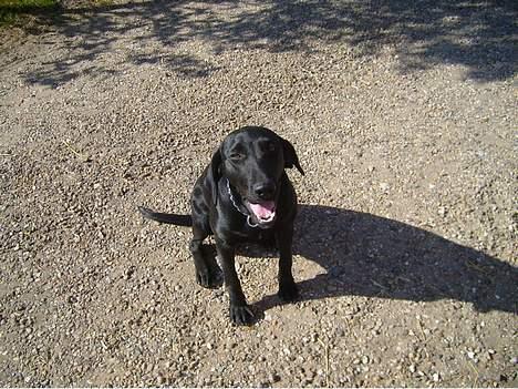 Blanding af racer Nelly billede 4