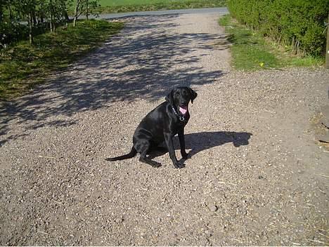 Blanding af racer Nelly billede 5