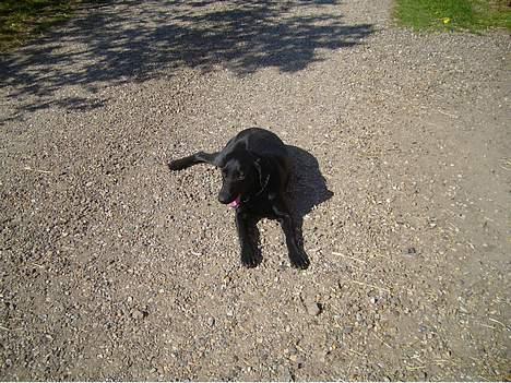 Blanding af racer Nelly billede 6