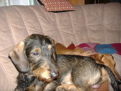 Gravhund Oscar - januar 2007 billede 18